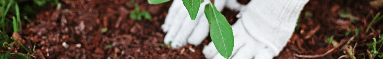 LA CURA DEL VERDE: UNA PROFESSIONE GREEN