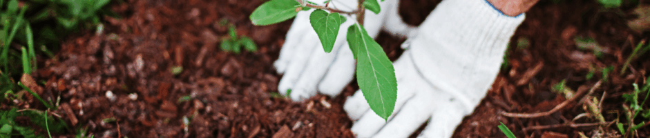 LA CURA DEL VERDE: UNA PROFESSIONE GREEN